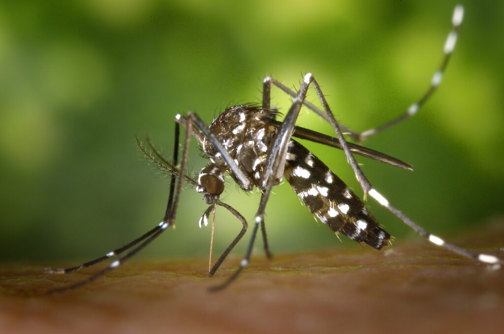 Aedes albopictus mosquito vector for chikungunya virus.